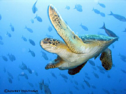 Seaturtle in Galapagos by Lowrey Holthaus 